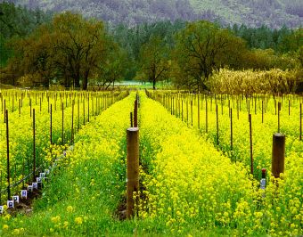 Napa Valley Computer Rental